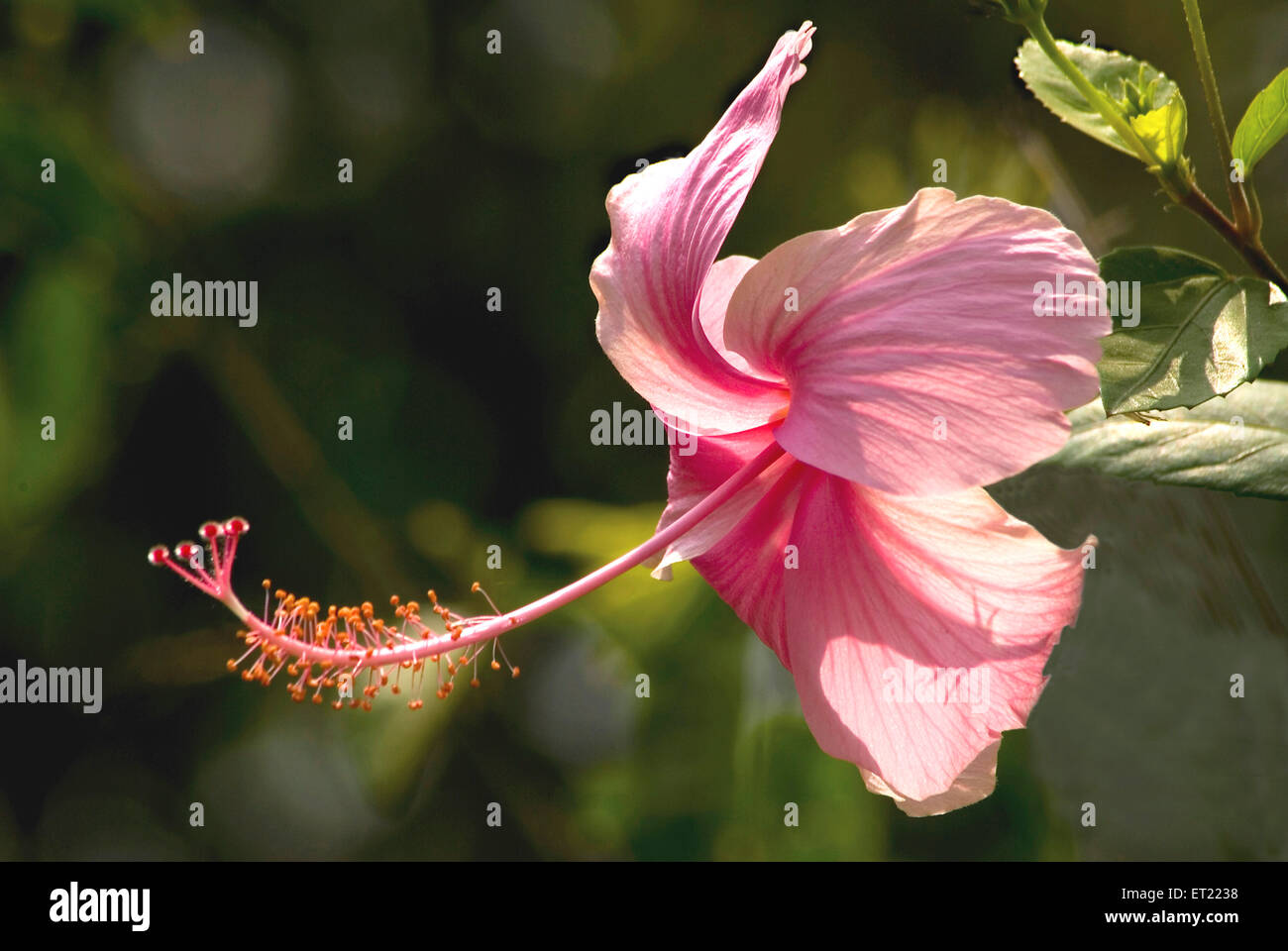 Shoe flower hires stock photography and images Alamy