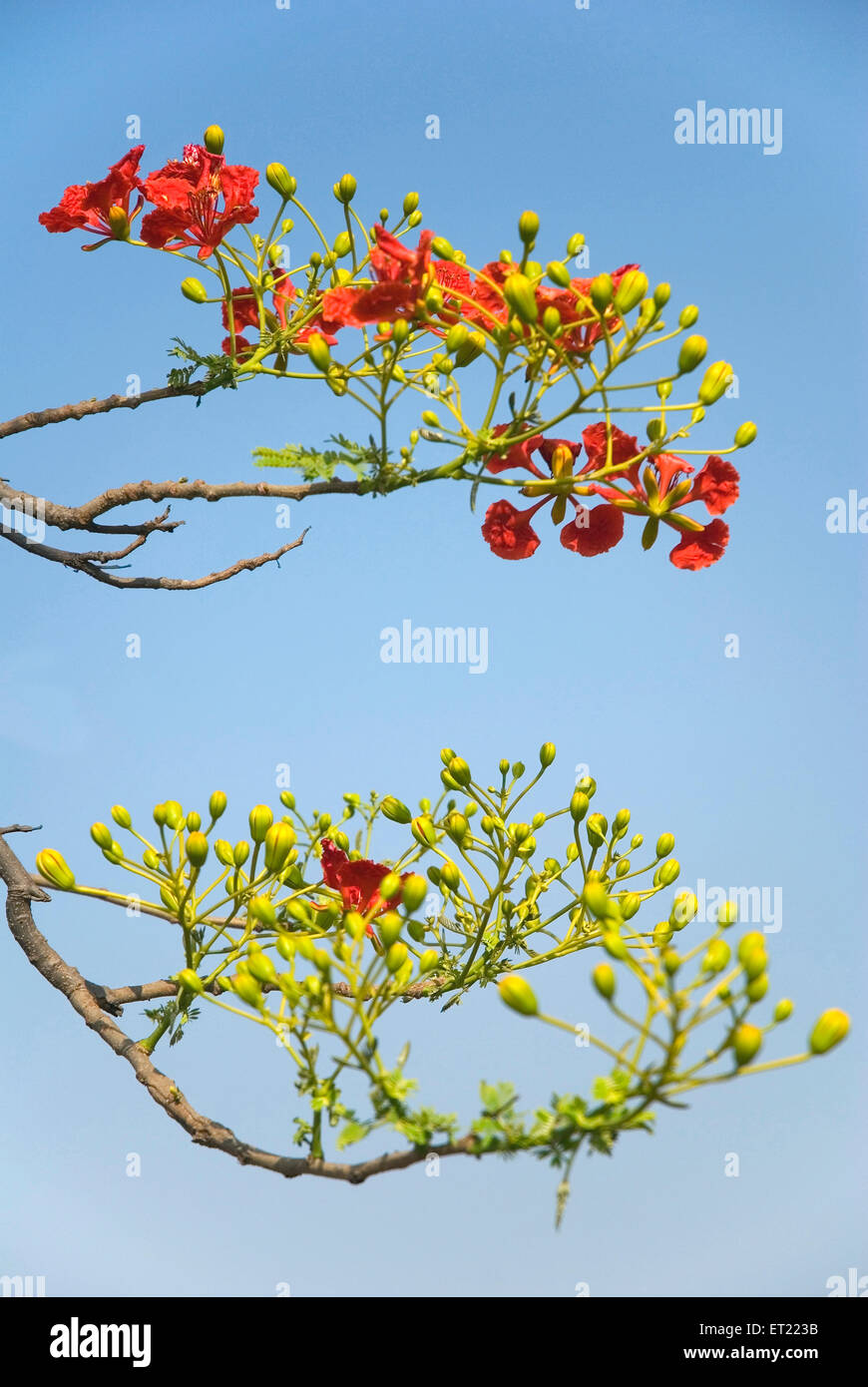 Gul Mohur tree ; Padhegaon ; Taluka Shrirampur ; District Ahmadnagar ; Maharashtra ; India ; Asia Stock Photo