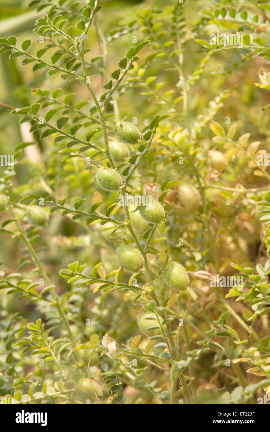 Grain ; gram chana cicer arietinum chick peas ; Khidrapur ; District Kolhapur ; Maharashtra ; India Stock Photo