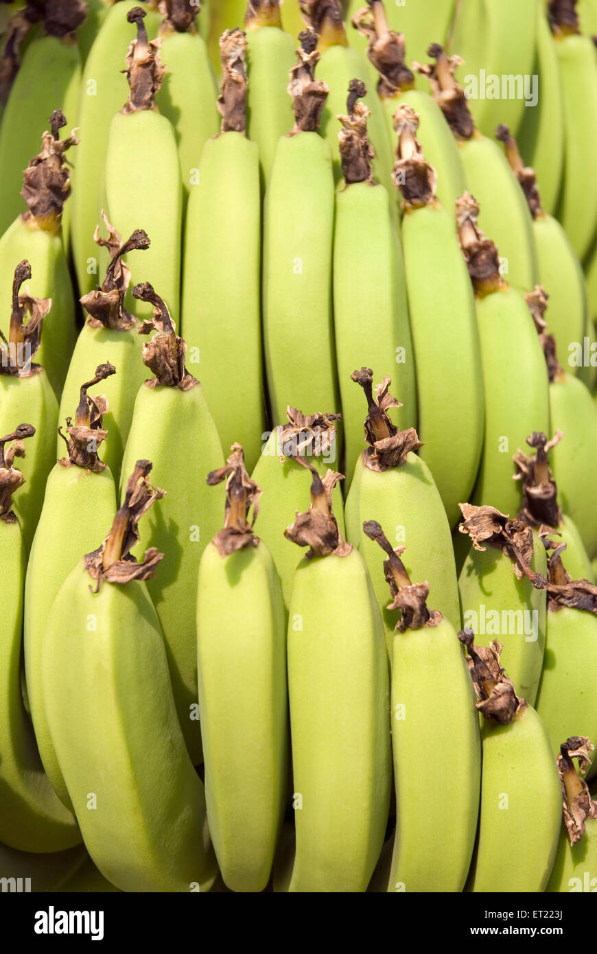Fruits and vegetables ; unripe bananas ; Khidrapur ; District Kolhapur ; Maharashtra ; India Stock Photo