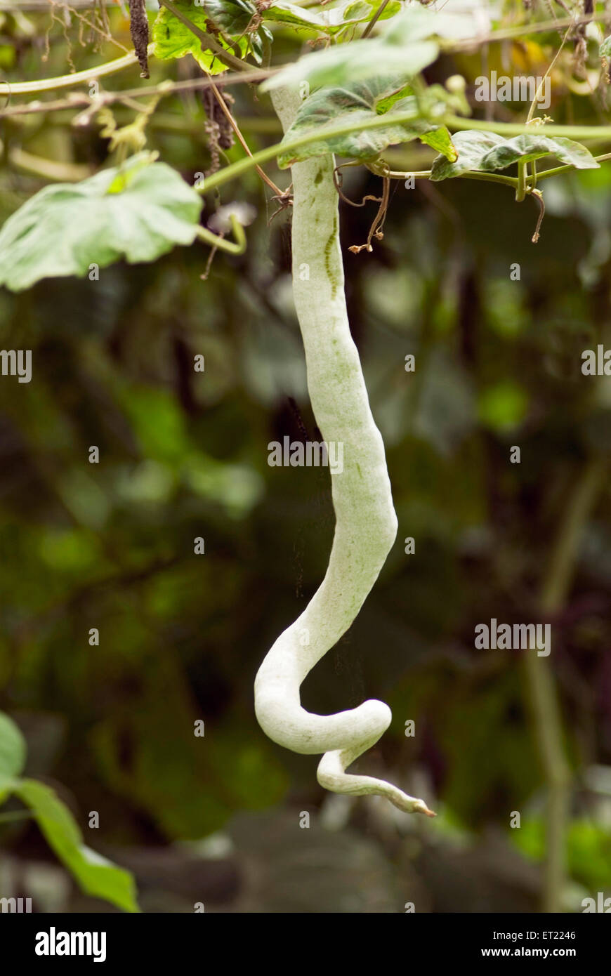 Snake gourd plant ; Trichosanthes cucumerina ; serpent gourd ; rapid growing vine ; Kalamb ; Vasai ; Thane ; Maharashtra ; India ; Asia Stock Photo