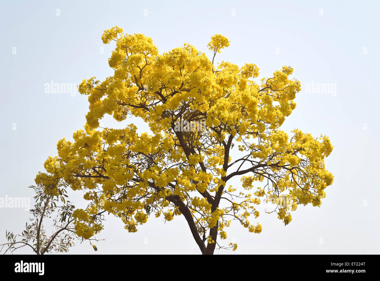 Flowering tree with yellow flowers ; Poona ; Pune ; Maharashtra ; India ; Asia Stock Photo