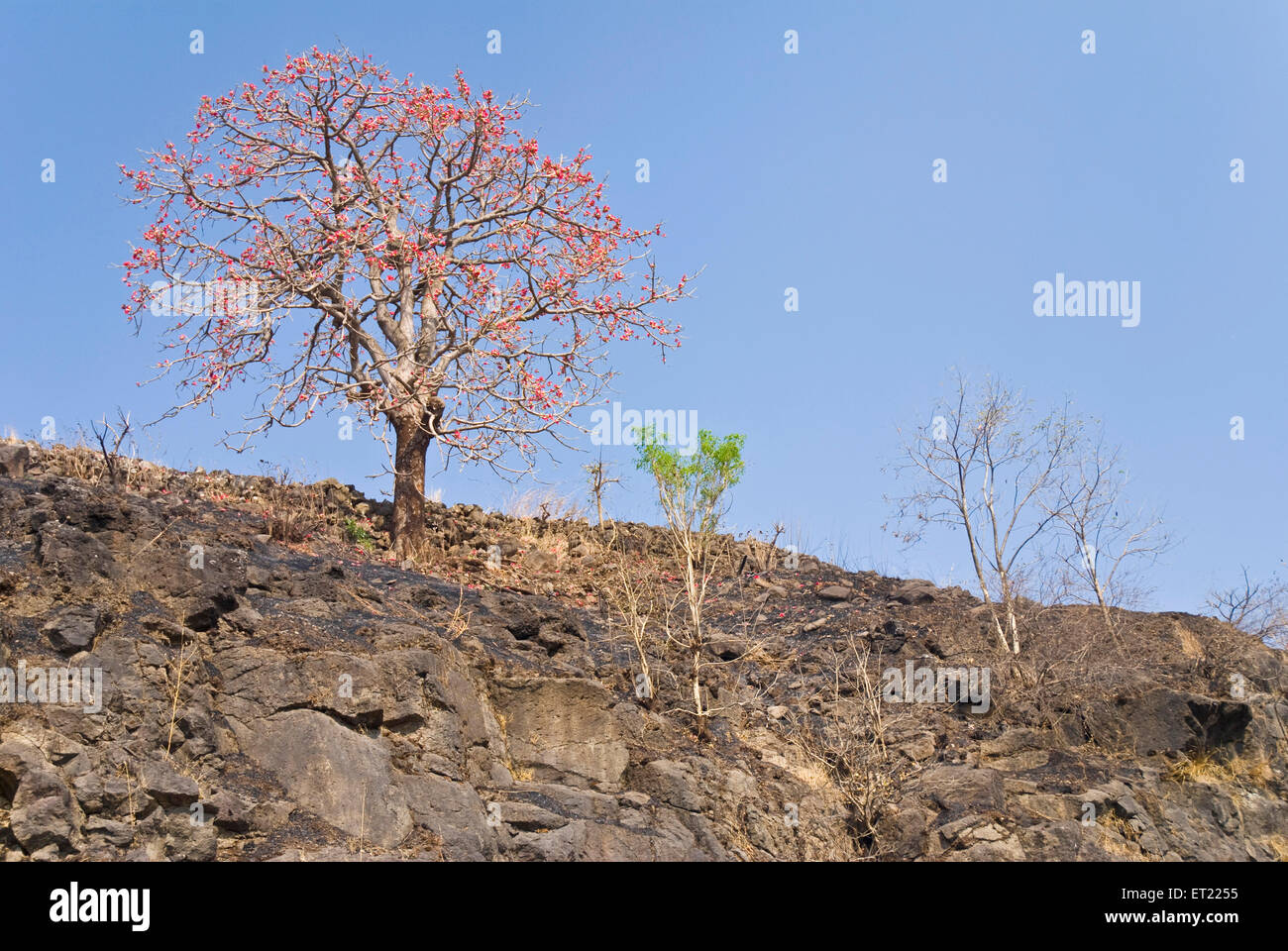Red flowers tree on hill ; Panchgani ; District Satara ; Maharashtra ; India ; Asia Stock Photo