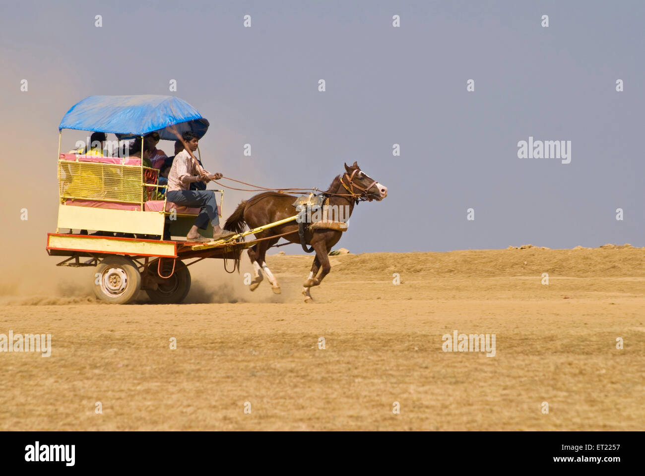 Horse cart ride on Table land ; Panchgani ; District Satara ; Maharashtra ; India 2008 Stock Photo