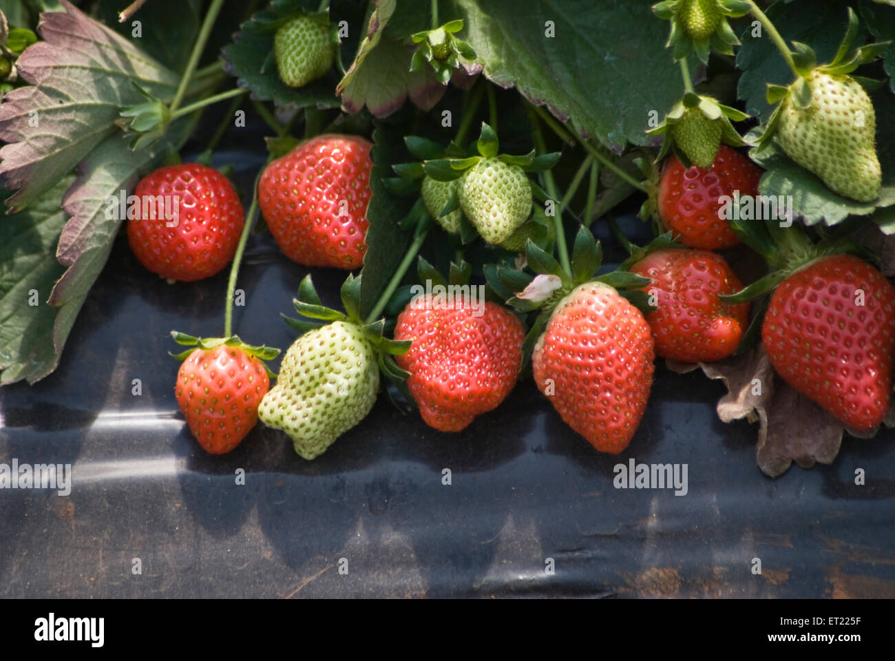 Strawberry fields mahabaleshwar india hires stock photography and