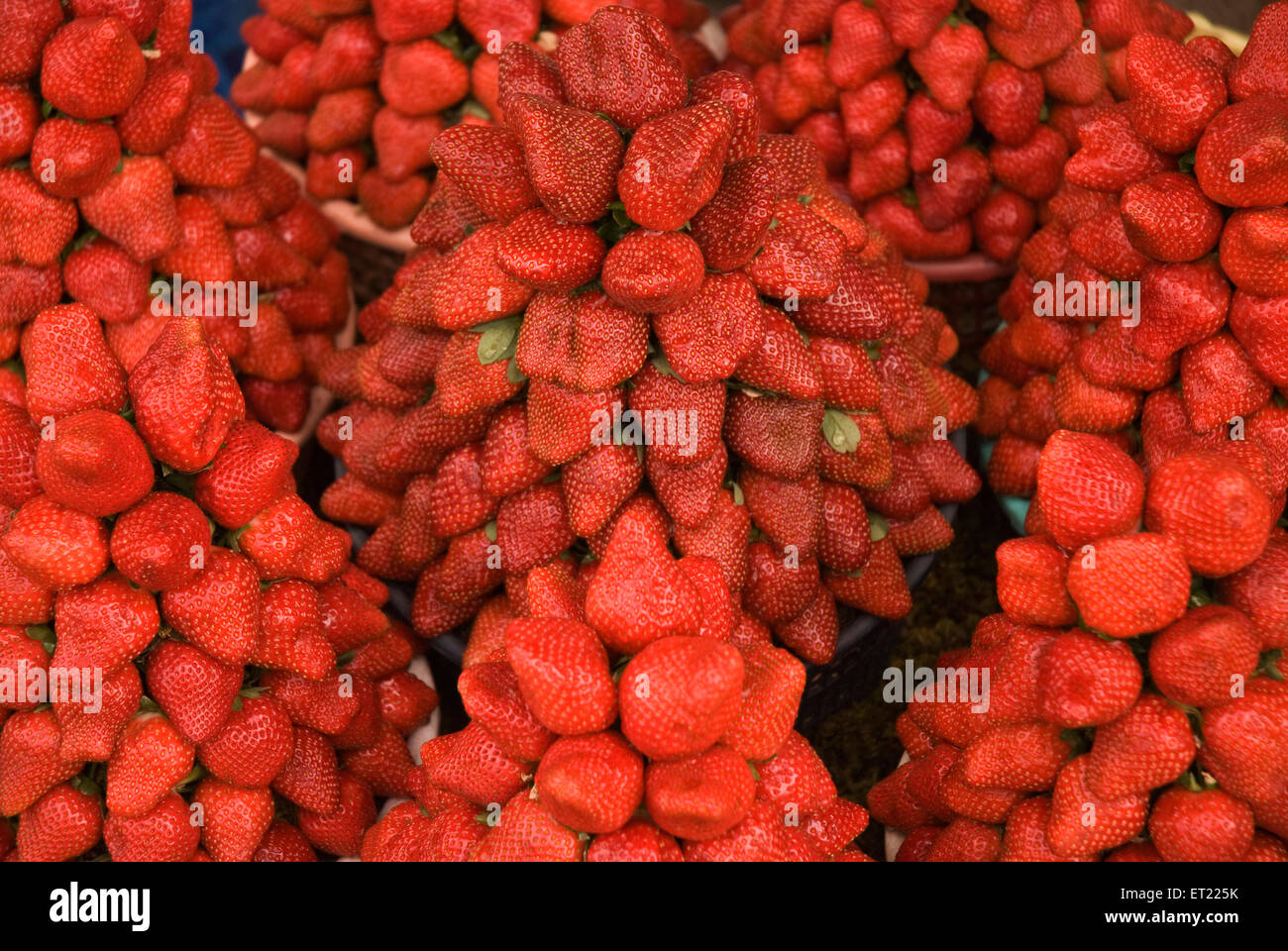 Strawberries for sale ; Mahableshwar ; District Satara ; Maharashtra ; India ; Asia Stock Photo