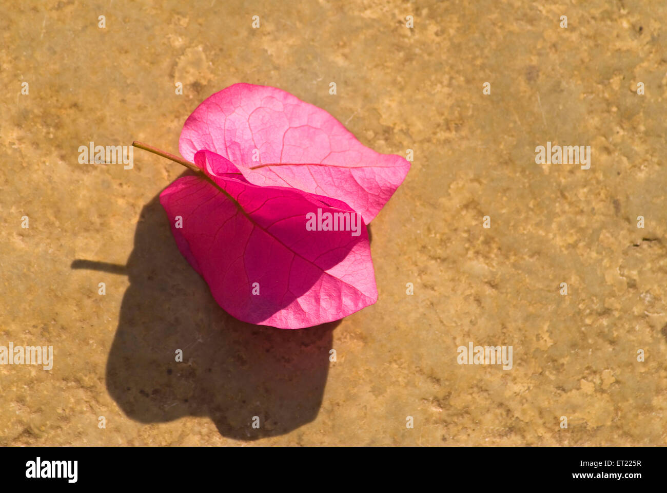 Bougainvillea pink flower ; Poona ; Pune ; Maharashtra ; India ; Asia Stock Photo