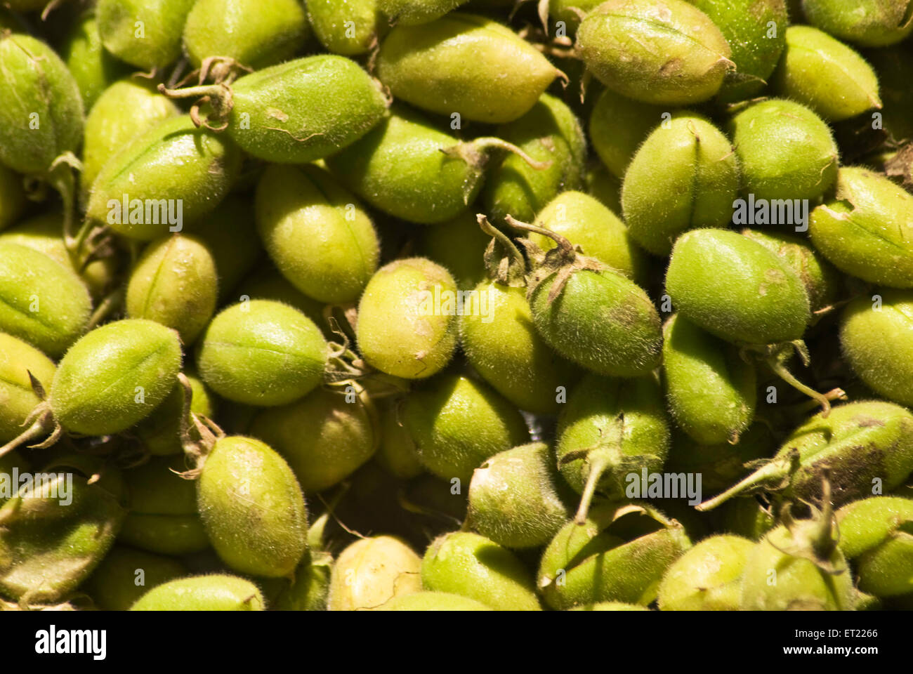 Gram green chana chick peas cicer arietinum 2008 Stock Photo