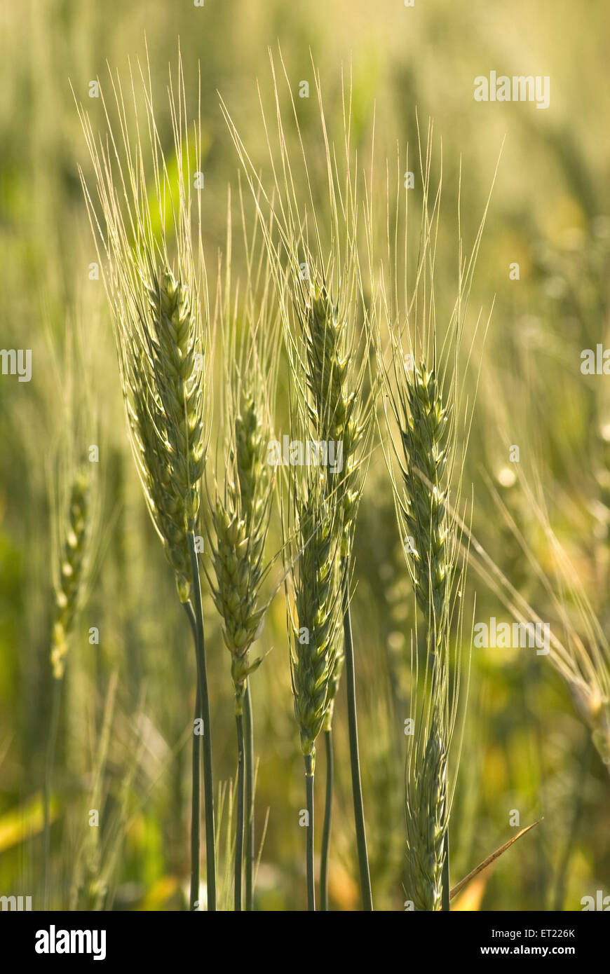 Wheat crop ; Triticum ; Padhegaon ; Ahmadnagar ; Maharashtra ; India ; Asia Stock Photo