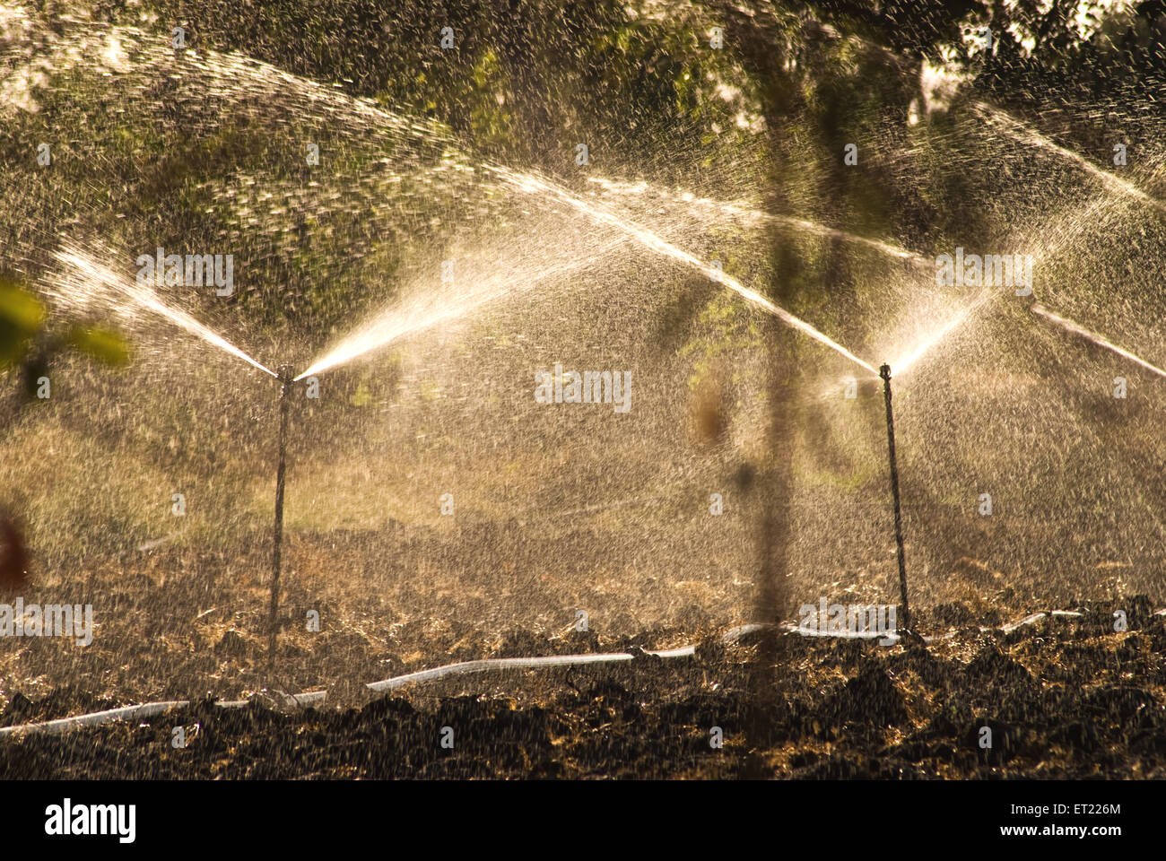 Sprinkler irrigation ; Padhegaon ; Ahmadnagar ; Maharashtra ; India