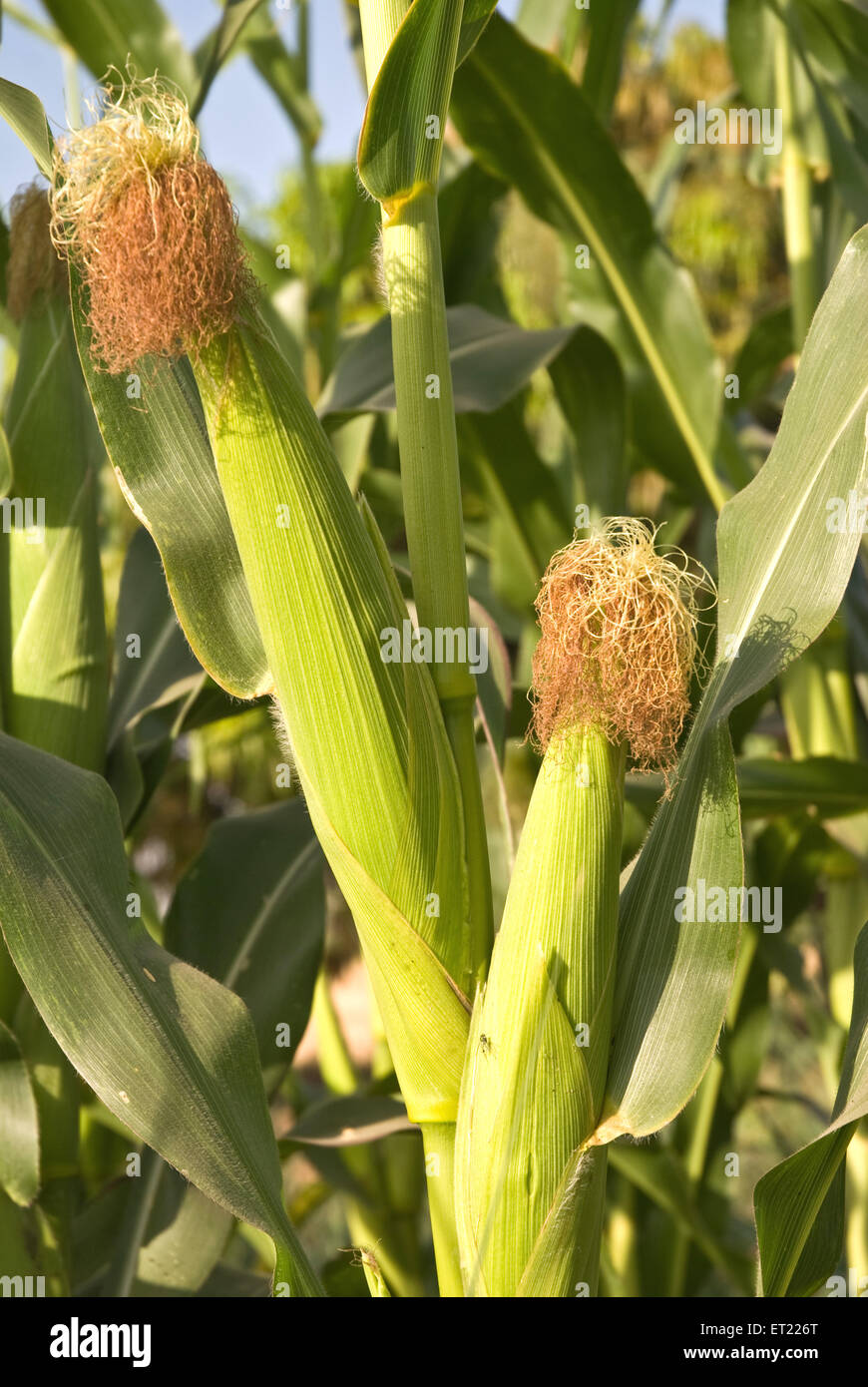 Maize corns zea mays var amylacea ; Padhegaon ; Ahmadnagar ; Maharashtra ; India March 2009 Stock Photo