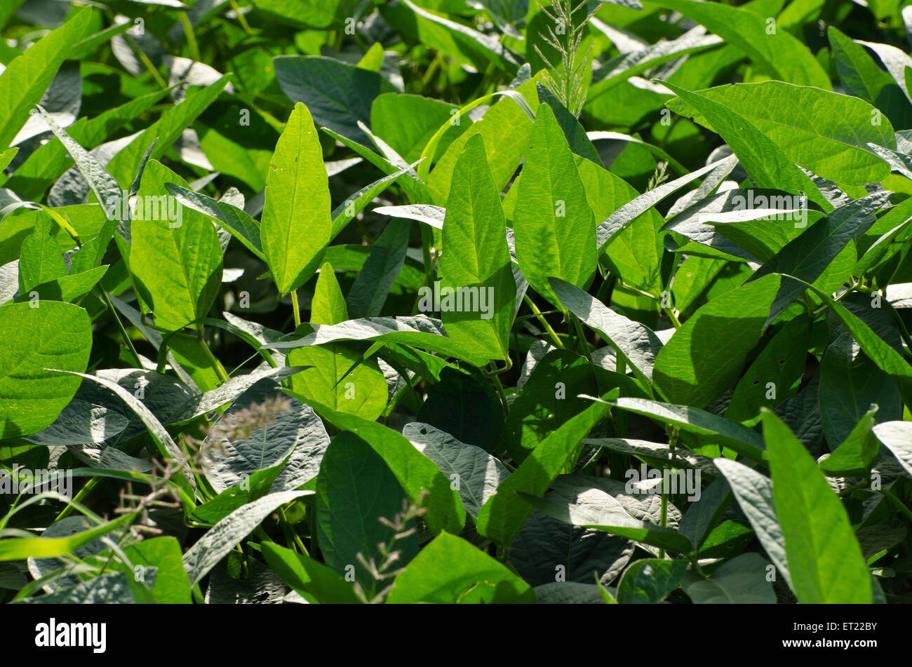 Soybean Glycine max crop Padhegaon Shrirampur Ahmednagar Maharashtra India Asia Stock Photo