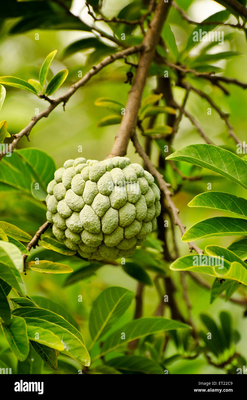 Custard apple tree hi-res stock photography and images - Alamy