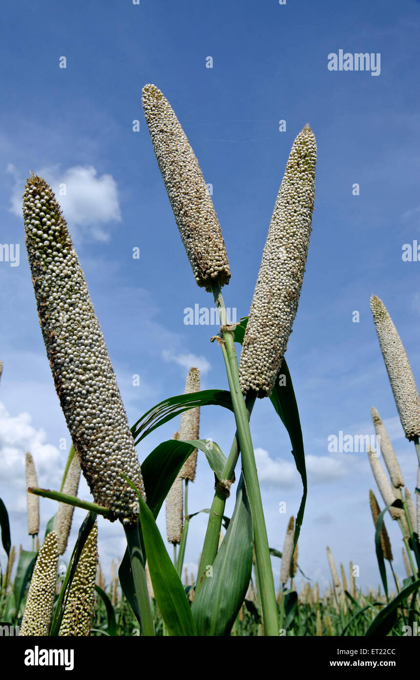 Pearl millet field Padhegaon Shrirampur Ahmednagar Maharashtra India Asia Stock Photo