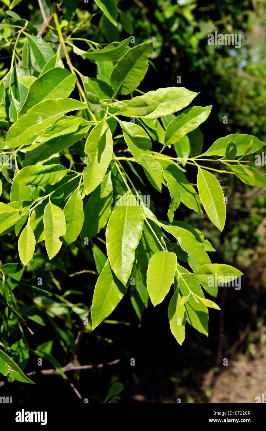 Sandalwood leaves, Padhegaon, Shrirampur, Ahmednagar, Maharashtra, India, Asia Stock Photo