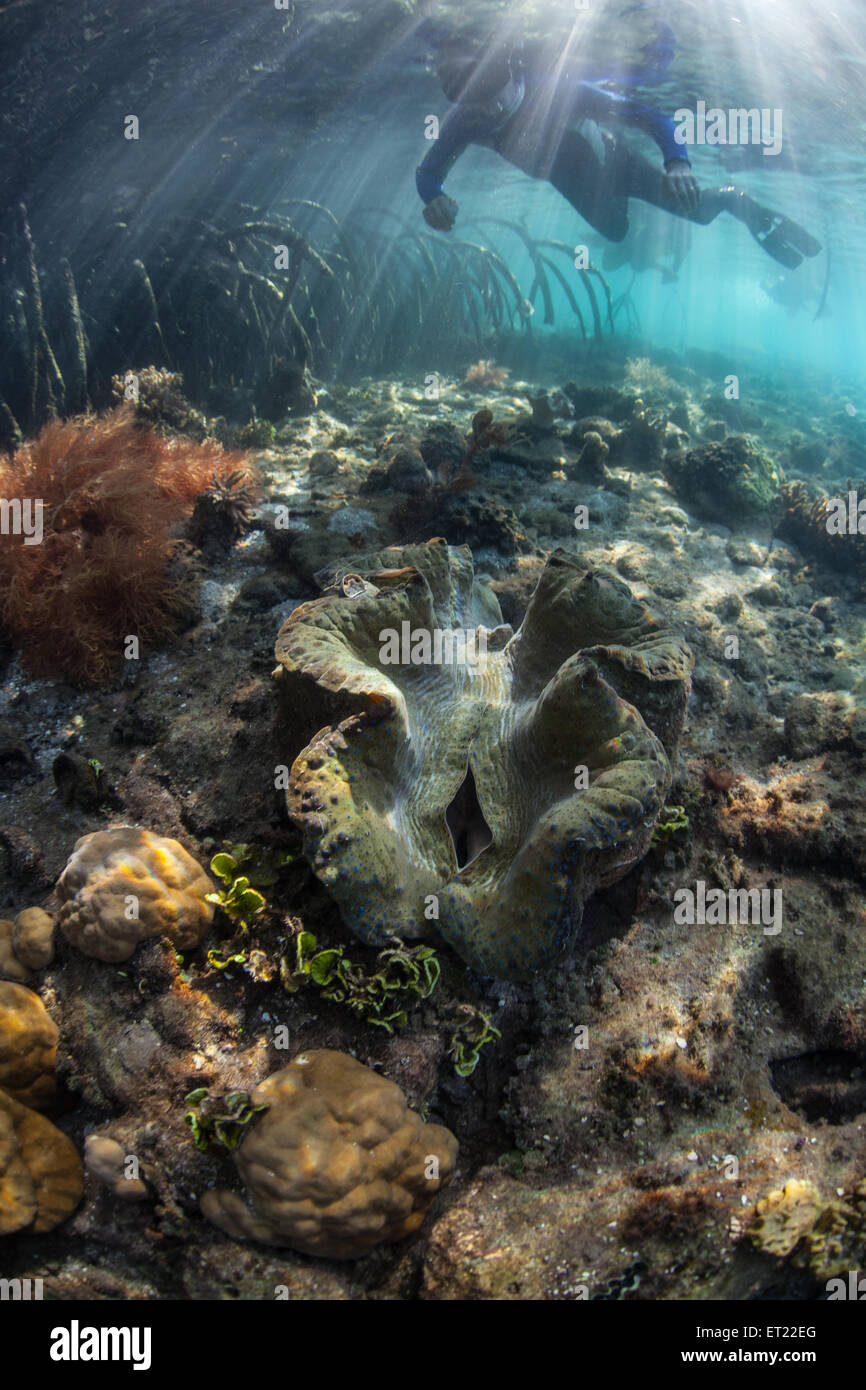 A giant clam (Tridacna gigas) grows on a shallow reef on the edge of a mangrove forest in Raja Ampat, Indonesia. Stock Photo