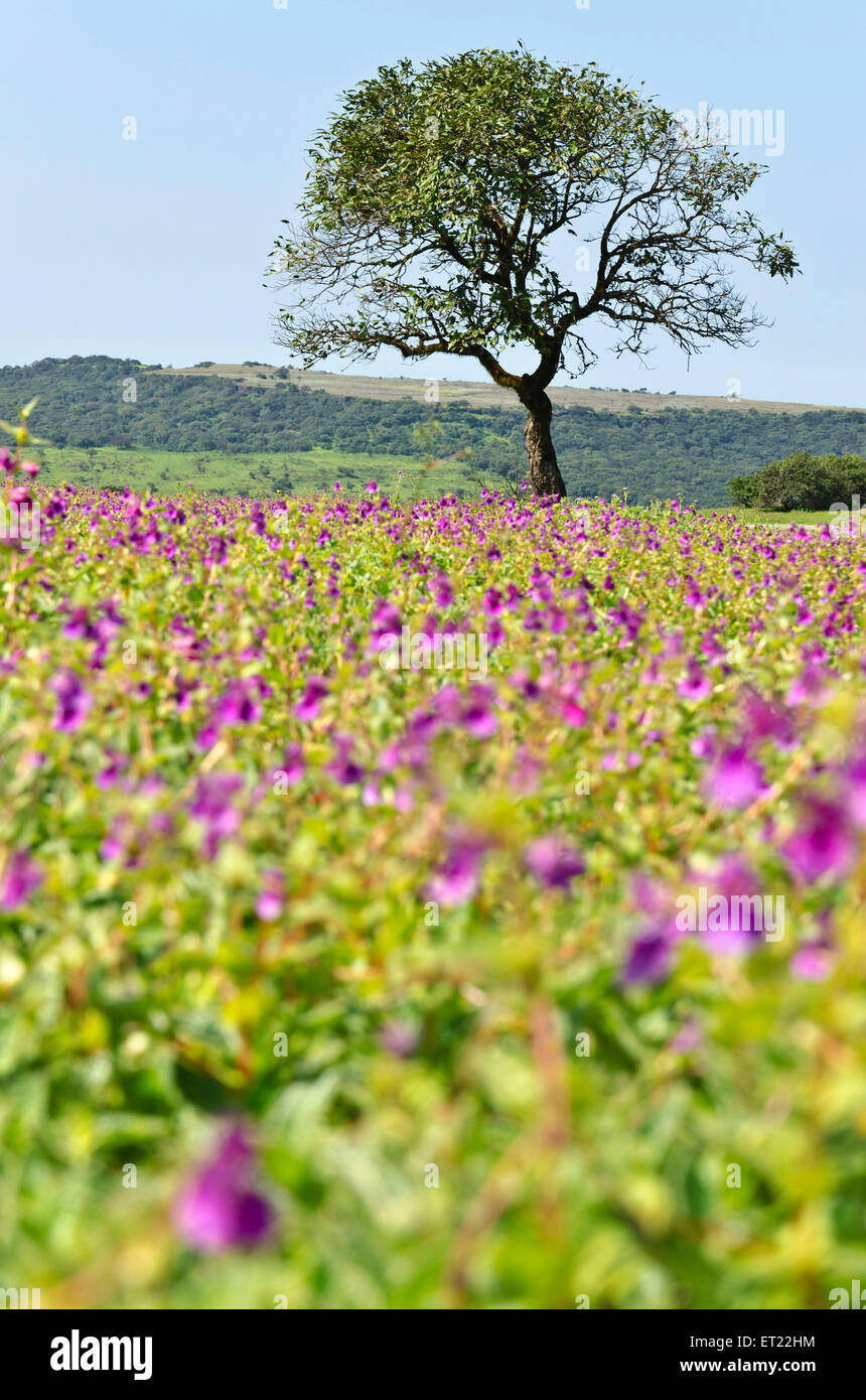 Impatiens Lawii flower Satara Maharashtra India Asia Stock Photo