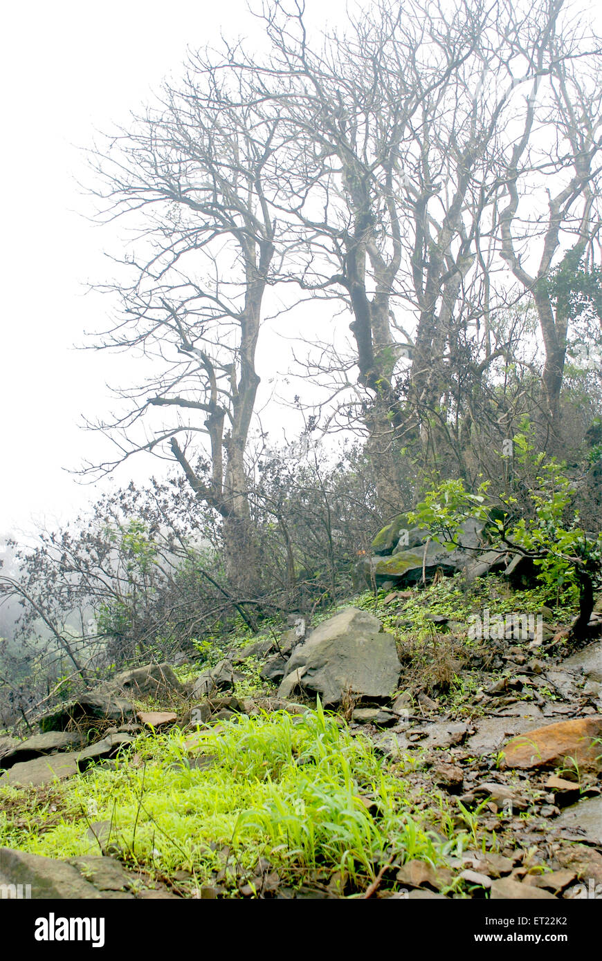 Trees on foggy day ; tiger hills ; Lonavala ; hill station ; Lonavla ; Khandala ; Poona ; Pune ; Maharashtra ; India ; Asia Stock Photo