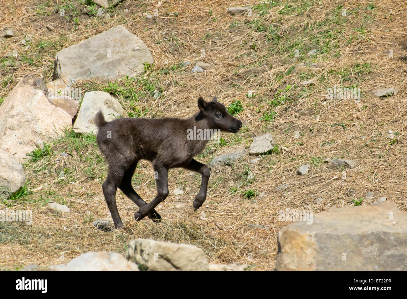 A Caribou calf at the Eco-museum. Stock Photo