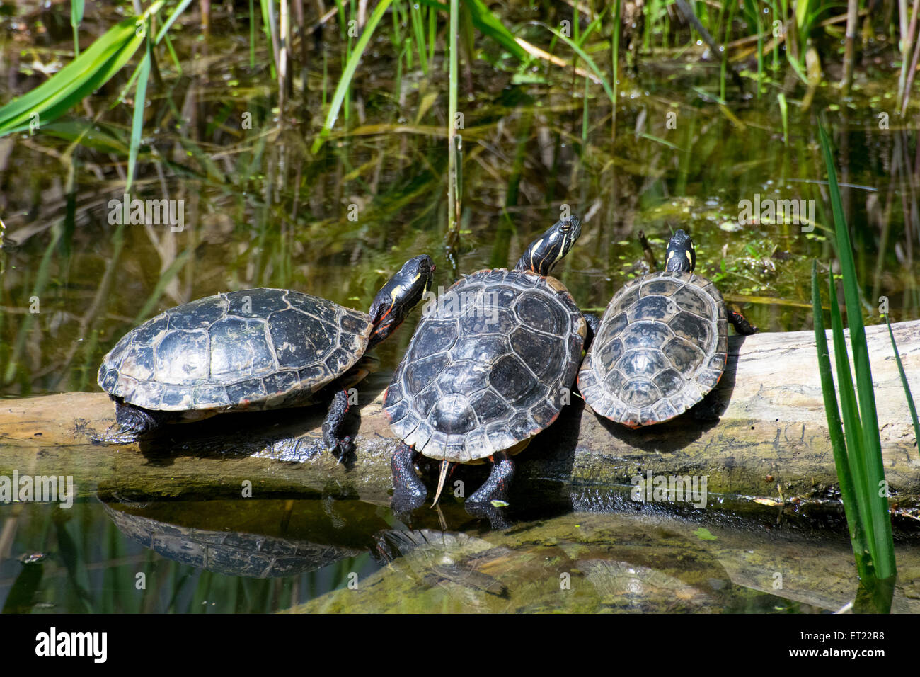 A trio of Painted Turtles Stock Photo Alamy