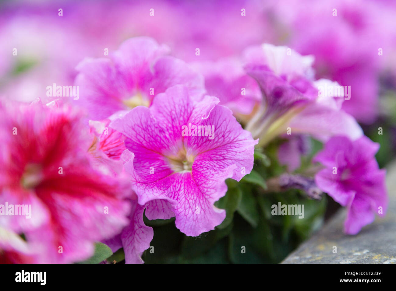 close up of lillac, purple, fuchsia and red petunias flowers Stock Photo