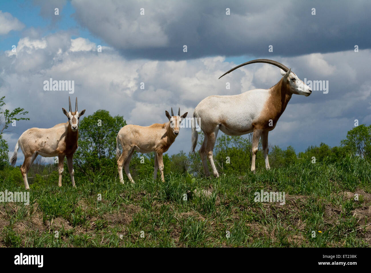 Two young and an adult Scimitar Onyx. Stock Photo