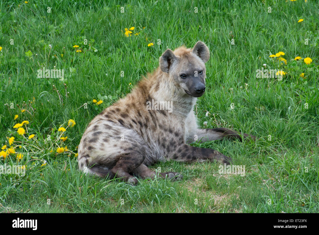 A Spotted Hyena at Parc Safari Stock Photo - Alamy