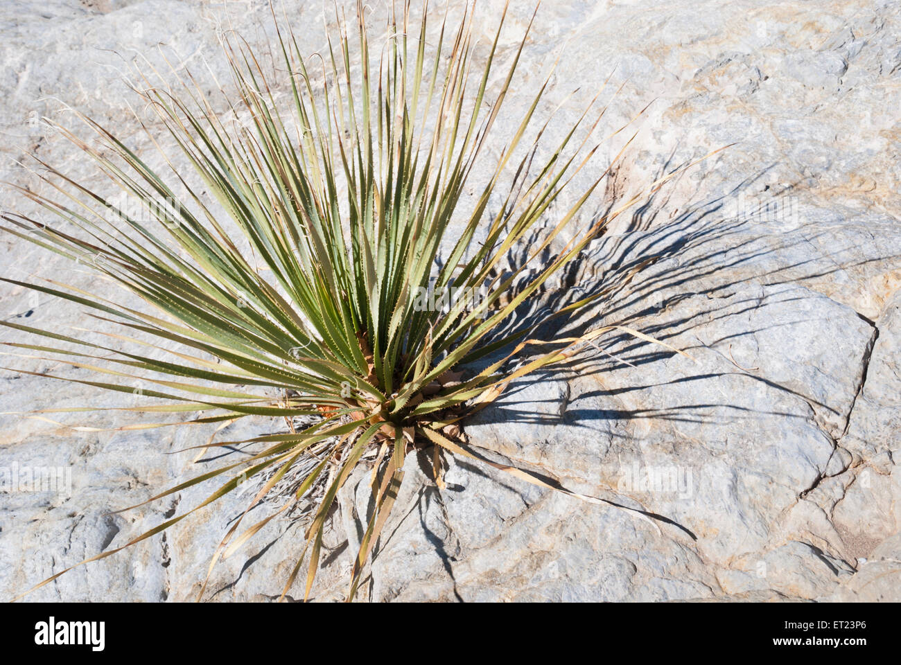 In the harsh landscape of the desert southwest, cactus plants grow out of rock Stock Photo Alamy