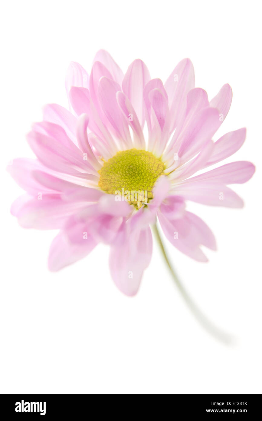 Daisy Flower Pink Yellow Daisies Blossom Floral Flowers Isolated on White Stock Photo