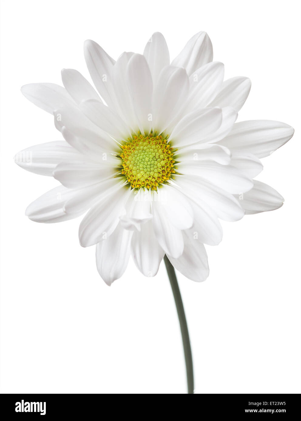 Daisy Flower White Yellow Daisies Blossom Floral Flowers Isolated Stock Photo