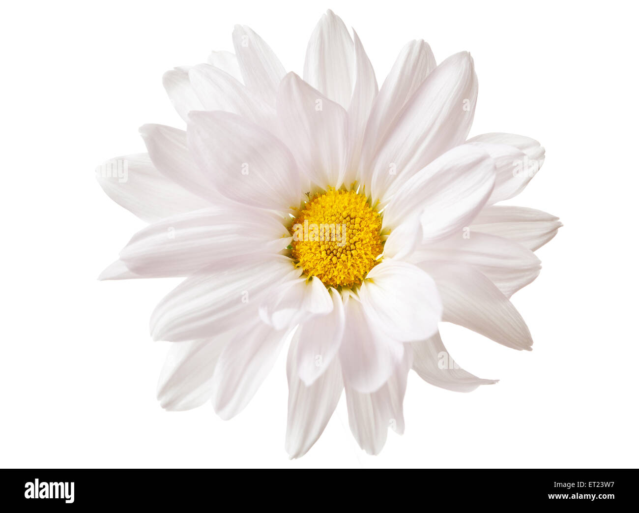 Daisy Flower White Yellow Daisies Blossom Floral Flowers Isolated Stock Photo