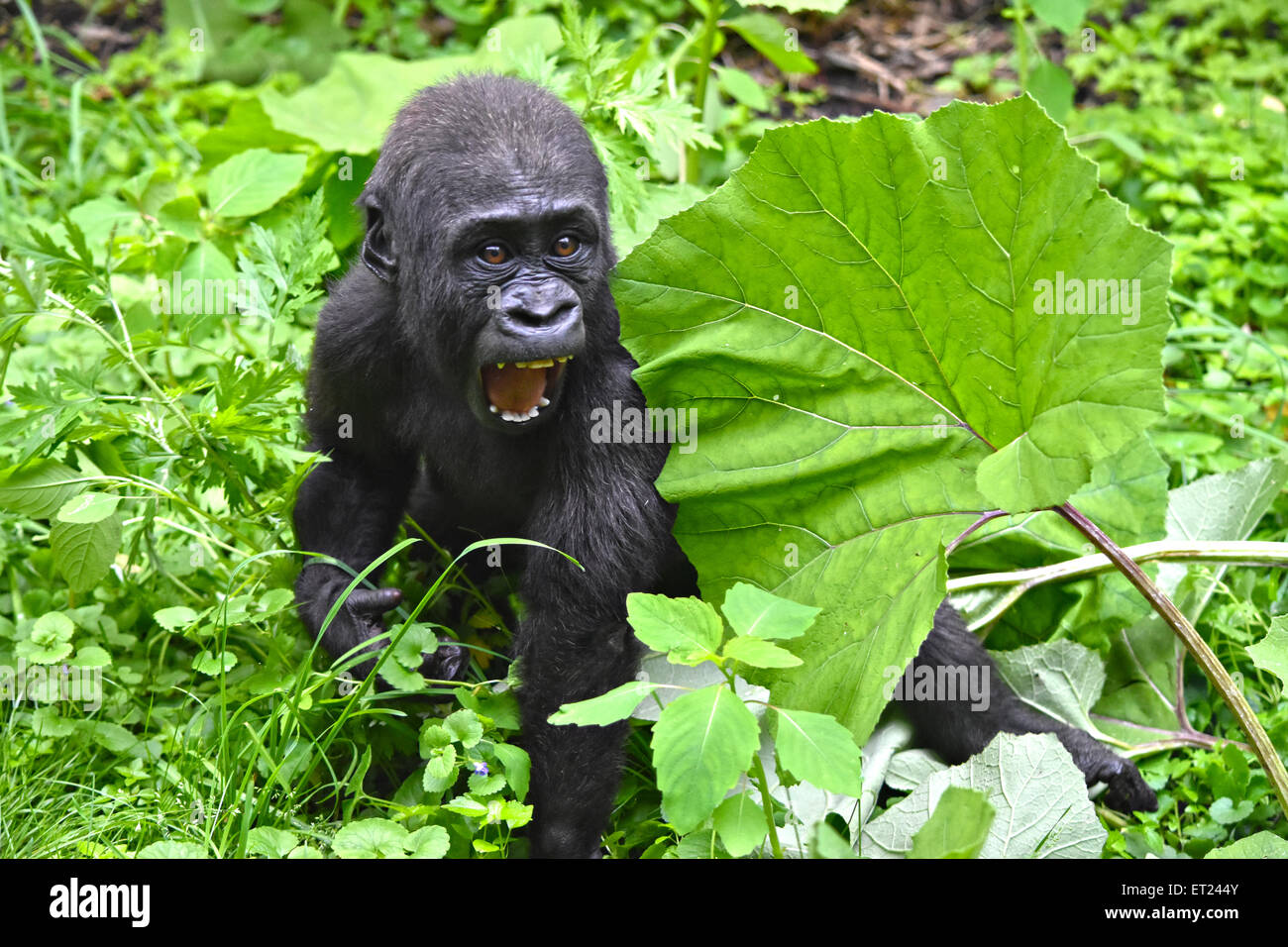 Adorable baby gorilla Stock Photo Alamy