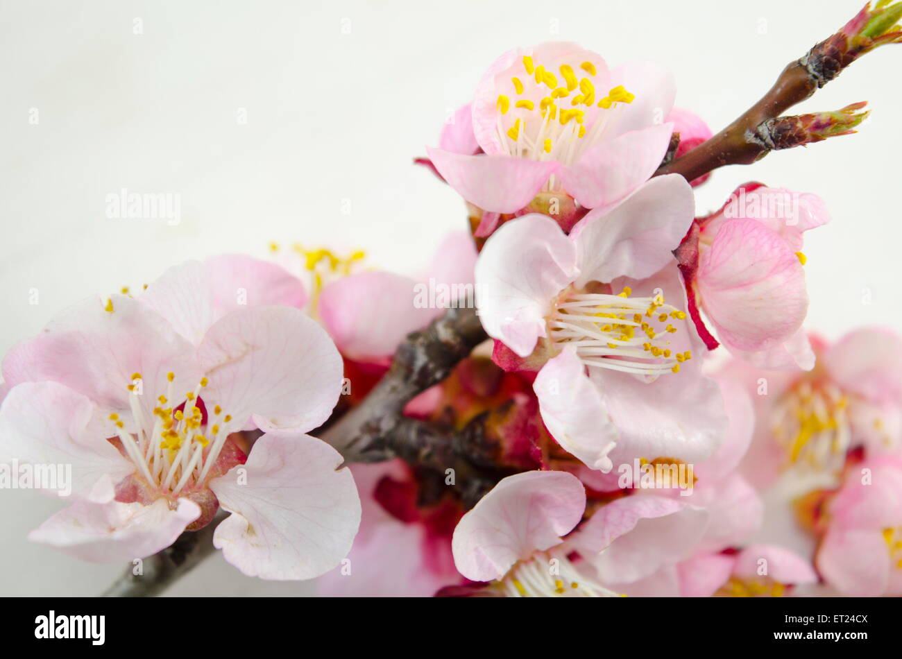 Cherry blossoms on white background close up Stock Photo - Alamy