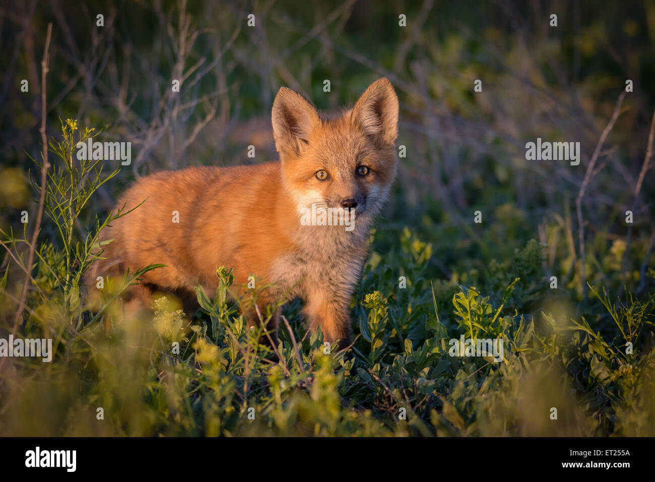 Red Fox Kit Portrait in sunset light Stock Photo