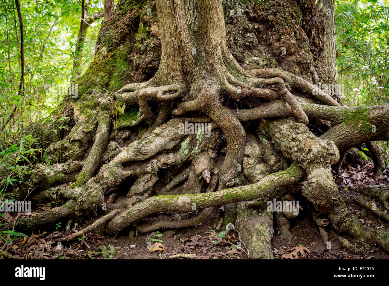 Unique twisted tree trunk Alabama swamp Stock Photo
