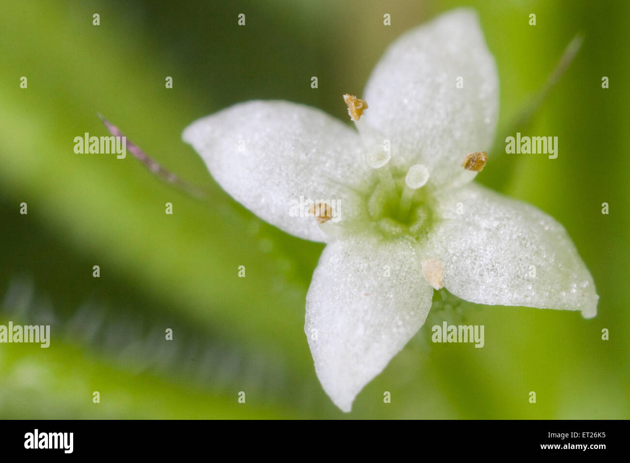 One of the very small and delicate flowers of galium aparine, aka