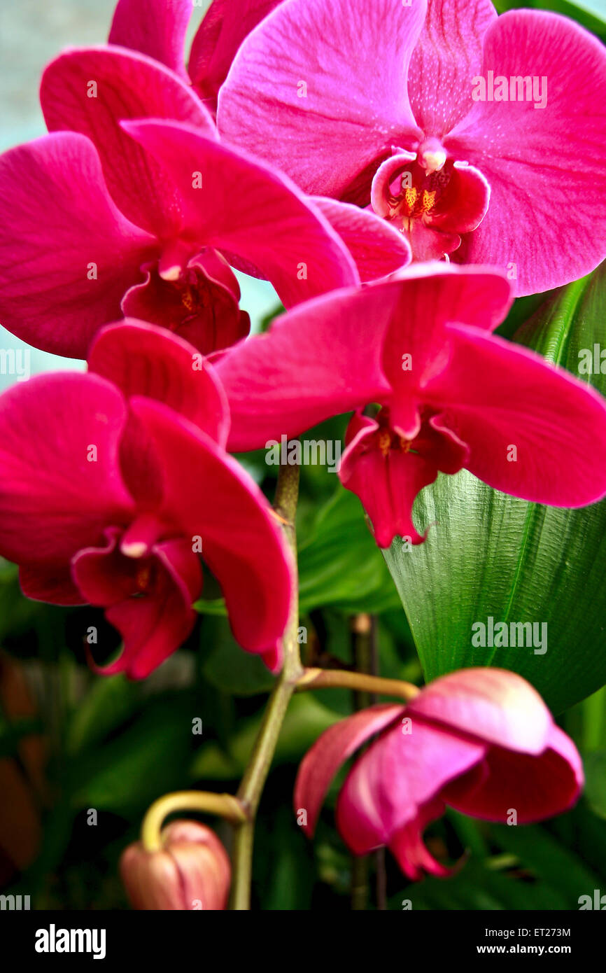 Graceful decorative flower Orchidaceae. Stock Photo