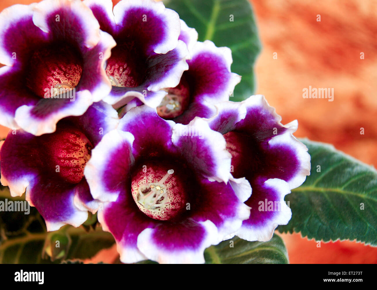 Flowers of good mood - decorative flower Gloxinia. Stock Photo