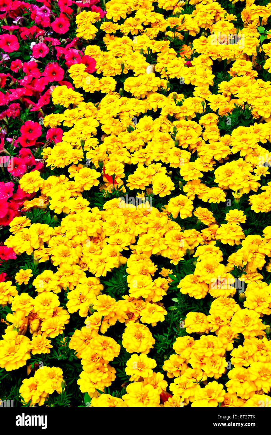 The bright colors of lawn plants Stock Photo