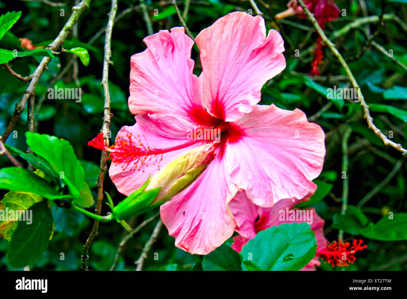 beautiful flower Hibiscus rosasinensis Stock Photo