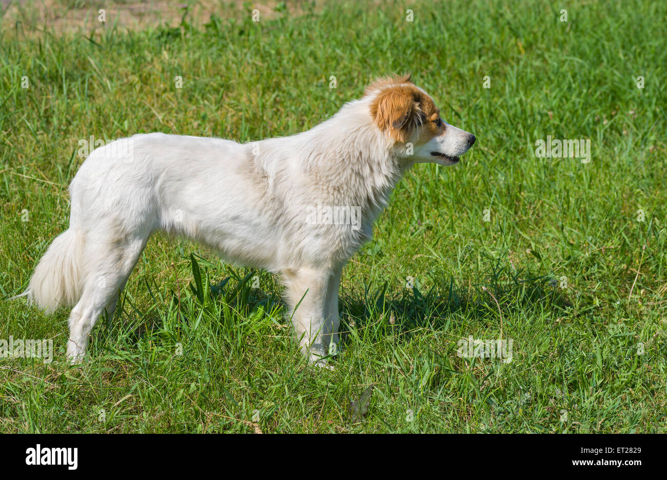 Profile view of young street dog in summer grass Stock Photo