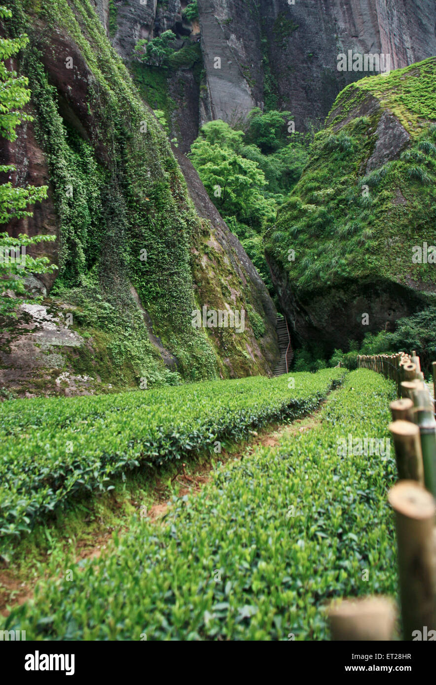 Hong Pao tea - the most expensive tea in the world. Stock Photo