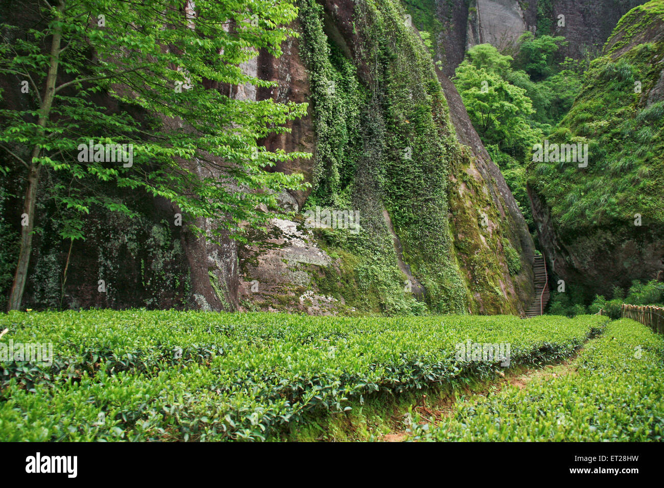 Hong Pao tea - the most expensive tea in the world. Stock Photo