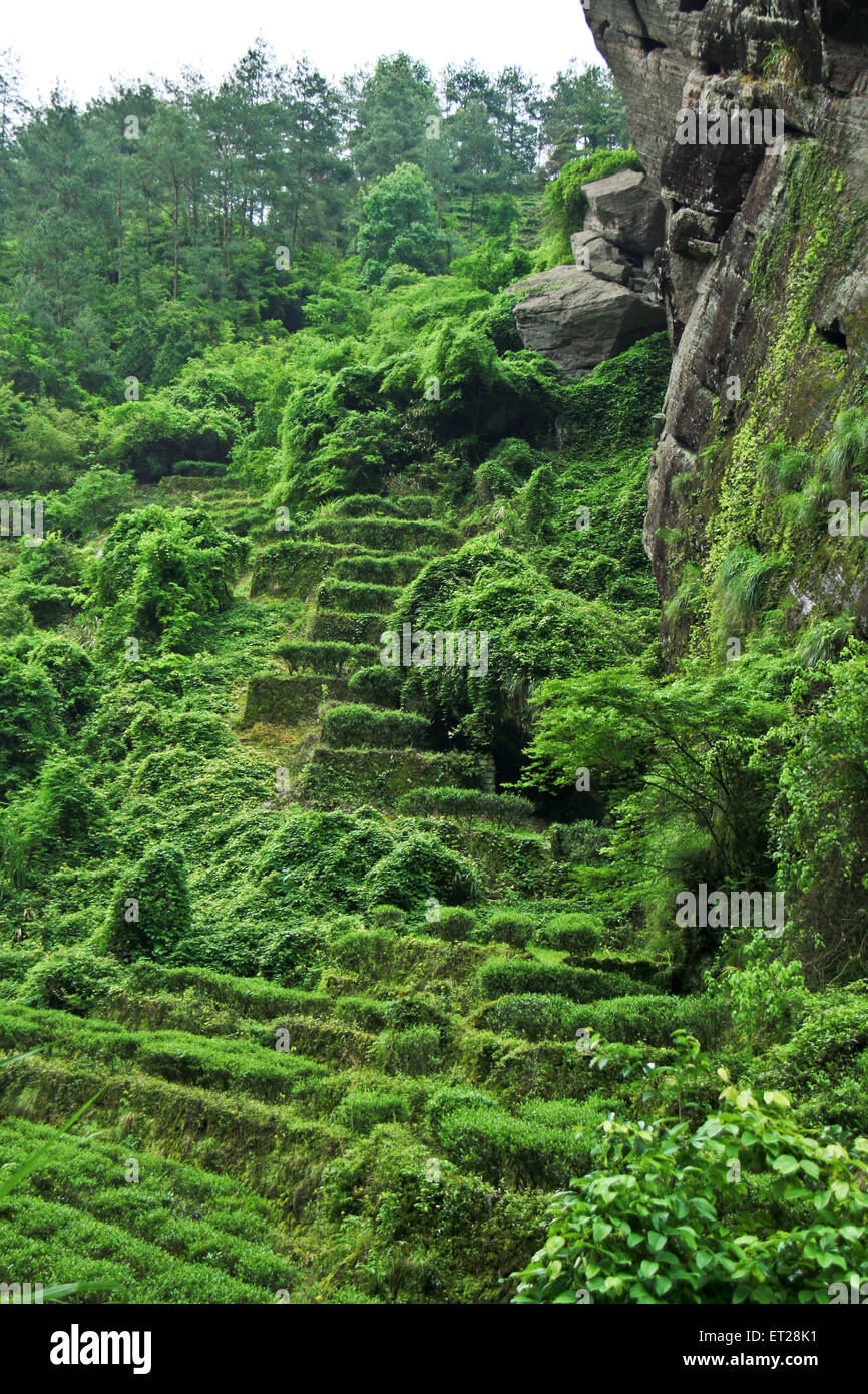 Hong Pao tea - the most expensive tea in the world. Stock Photo