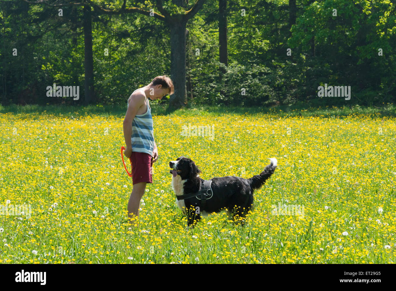 Young man playing frisbee with dog in meadow, Border Collie, Perlacher Forst, Munich, Bavaria, Germany Stock Photo