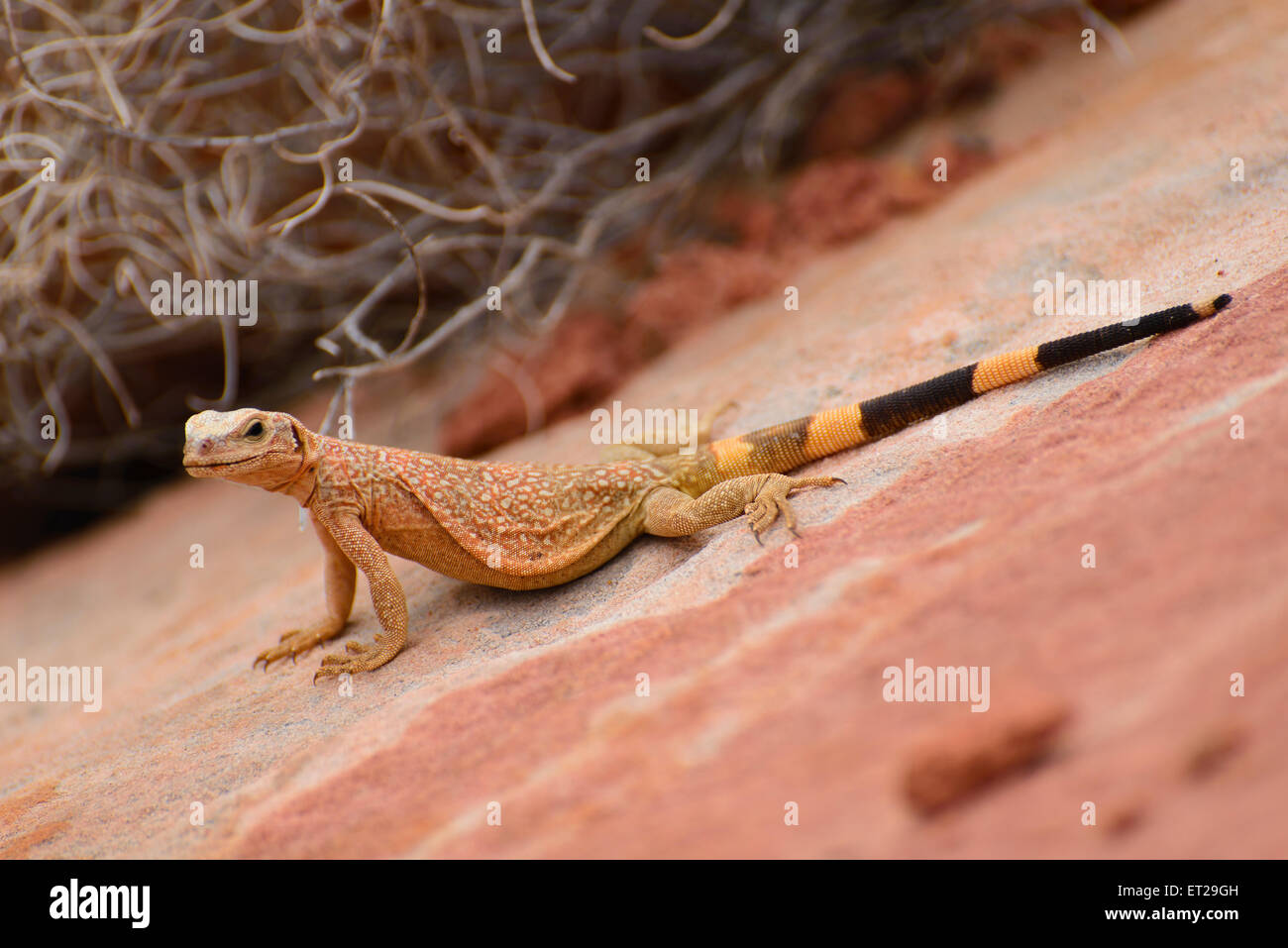 Common Chuckwalla (Sauromalus ater) on red sandstone, Valley of Fire State Park, Nevada, USA Stock Photo