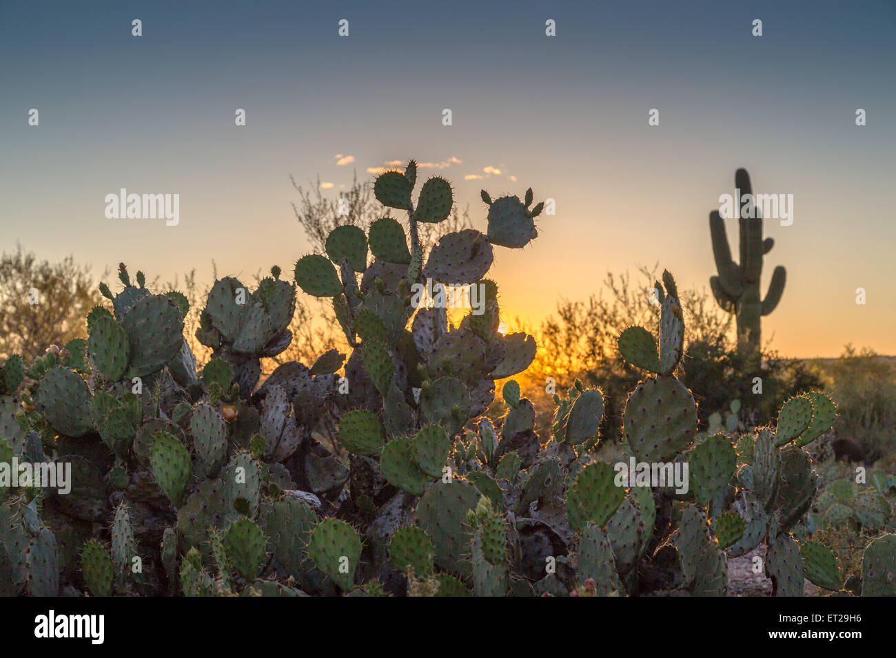 Engelmann's prickly pear cactus (Opuntia engelmannii), saguaro cactus (Carnegiea gigantea) behind, sunset, Sonora desert, Tucson Stock Photo