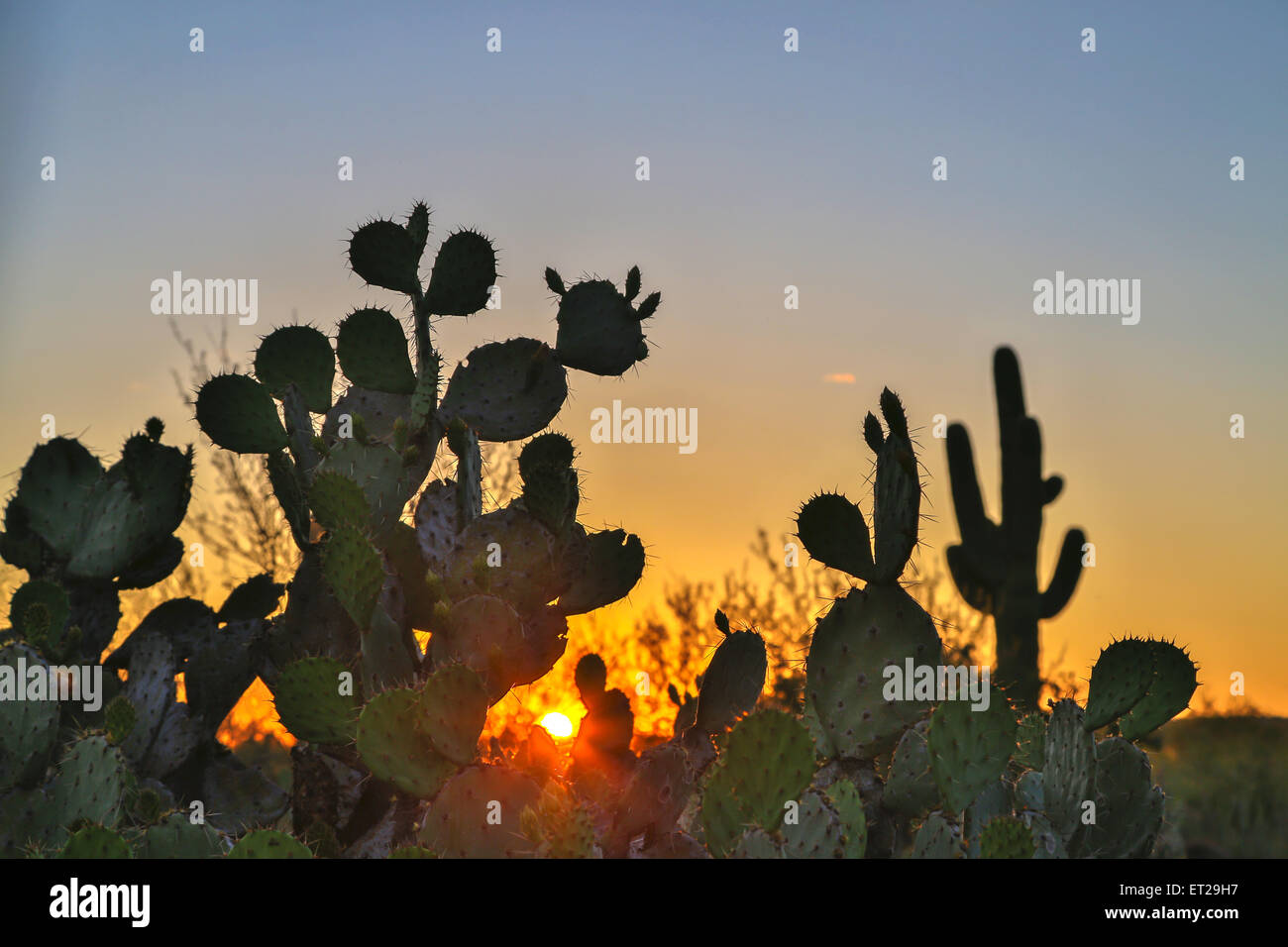 Engelmann's prickly pear cactus (Opuntia engelmannii), saguaro cactus (Carnegiea gigantea) behind, sunset, Sonora desert, Tucson Stock Photo