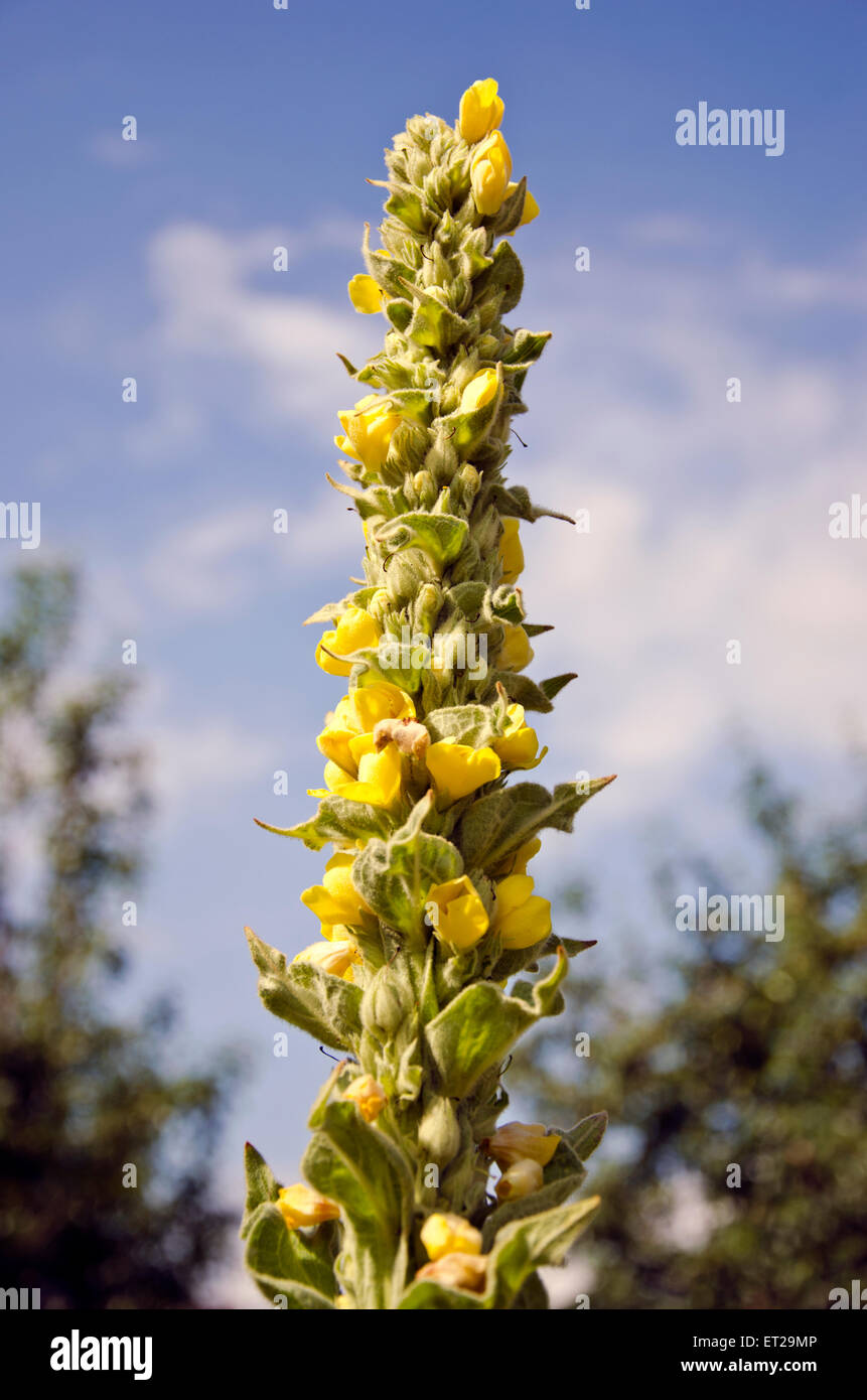 beautiful big Herb mullein flower Verbascum densiflorum in summer Stock Photo