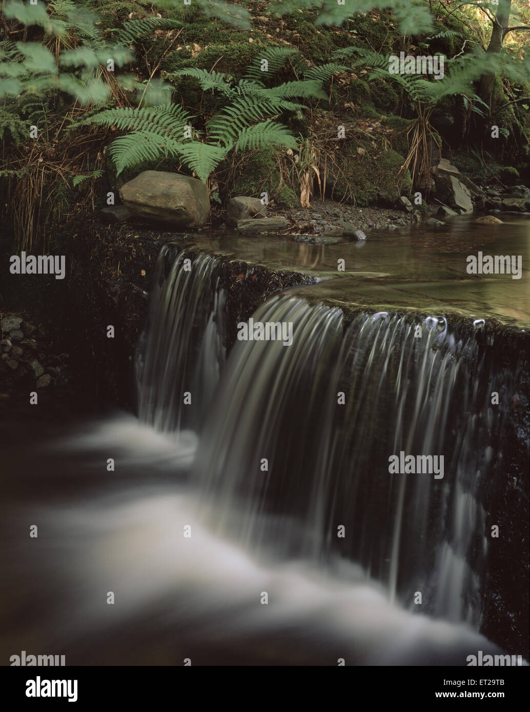 Trees, ferns and waterfalls in Lael Forest, Braemore Wood, near